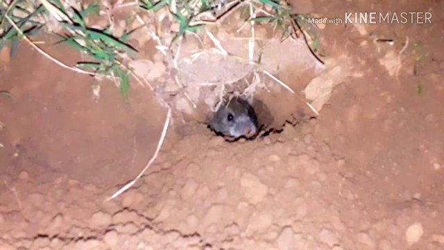 Rat digs a hole , चूहा बिल कैसे खोदता है/ mouse does hard work / चूहे के बिल/nature art/ nature beauty