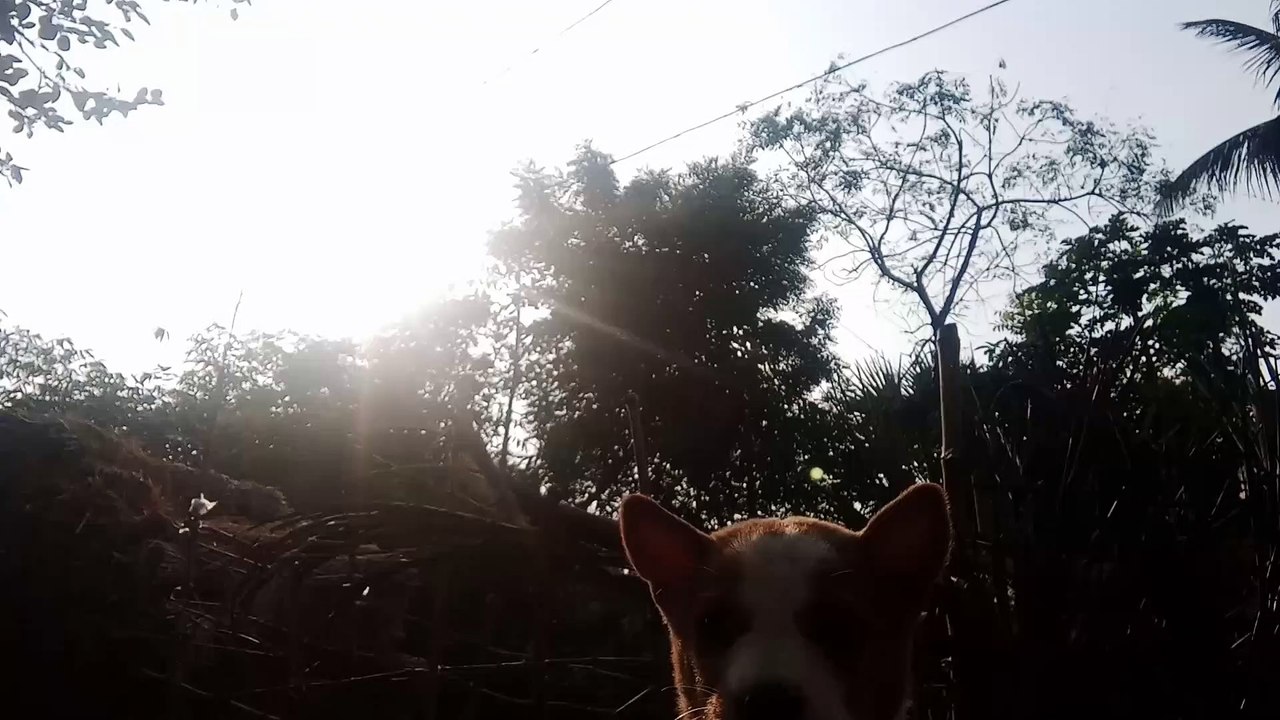 Little cute puppy video
