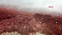 İstanbul-caddebostan sahilini kırmızı yosunlar sardı - 1