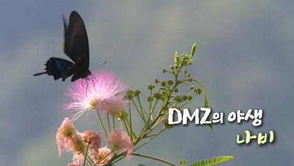 [DMZ의 야생] 나비 / YTN