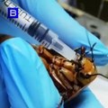 Rusya'da veteriner hekimler hamile hamam böceğini ameliyat etti