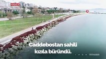 Caddebostan Sahilini kırmızı yosunlar kapladı