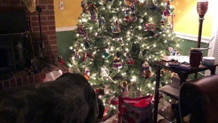 Sirius the Great Dane gets a new MOO MOO from Santa