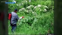 Así es el perejil gigante: la planta invasora que quema y causa ceguera está en España