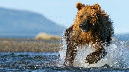 Este oso grizzli intenta cazar a un hombre en un kayak en Canadá