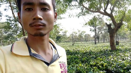 Easy tea pruning with machine by naba Kumar Rabha