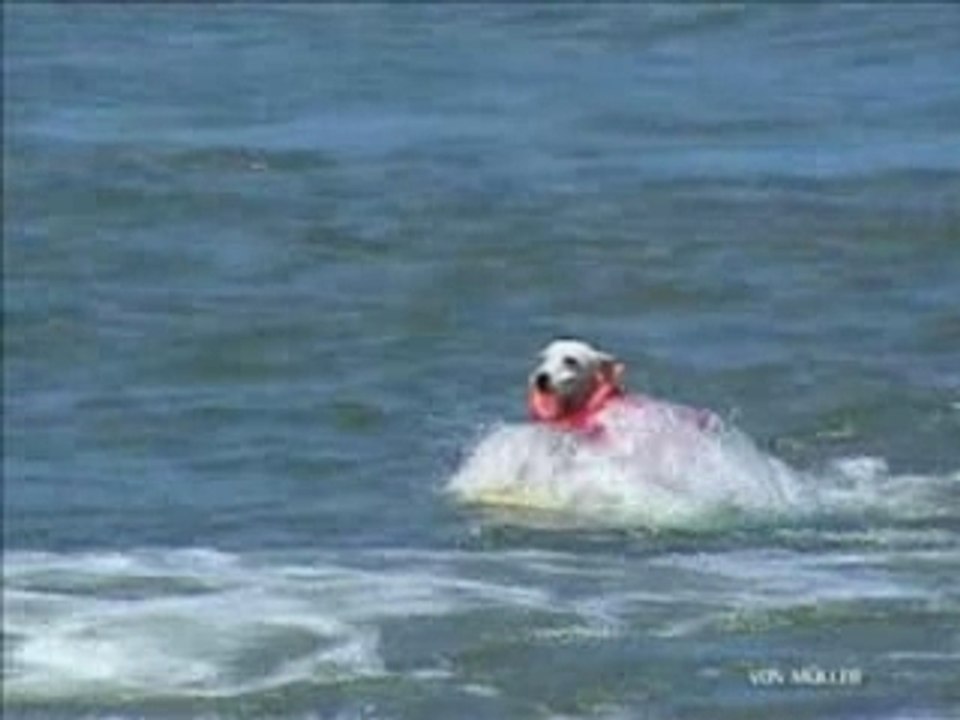 DOG EXTREME PETE..LEARN TO TRAIN LIKE THIS_mpeg2video
