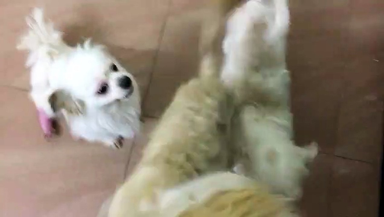 Lovely puppiess