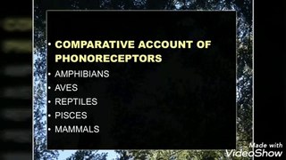Comparative account of phonoreceptors in vertebrates