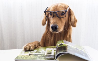 Este es el reto viral que tiene desconcertados a los perros