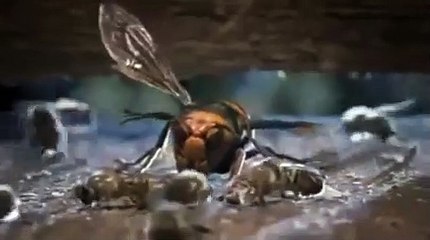 Así matan las avispas asesinas