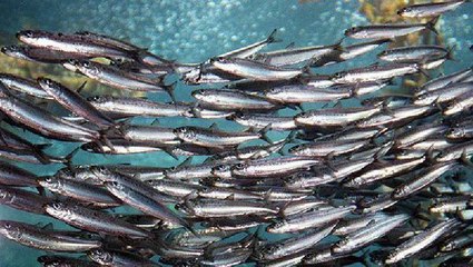 Miles de sardinas saltan del agua al barco de este pescador