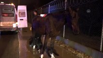 Yaralı at, duyarlı vatandaşın çabasıyla kurtarıldı