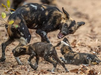 Esta leona salva a su cachorro del ataque de una manada de licaones