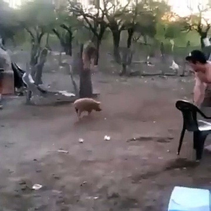 Il était à quelque millimètres de recevoir une raclée de la part d'une maman porc