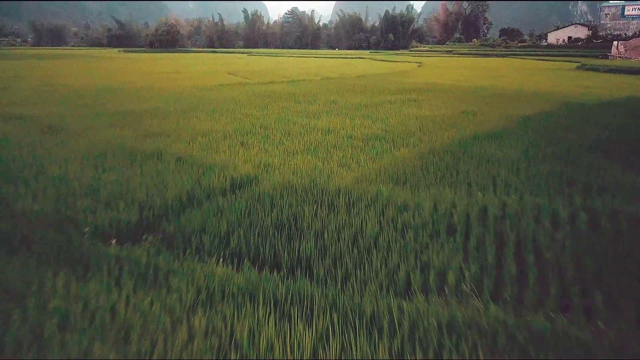 Taryn Elliott - Rice Framing On An Agricultural Land - Nature (No Copyright Video 99) [4K]
