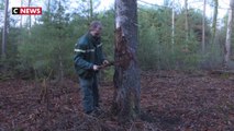 20 ans après la tempête Lothar, les forêts alsaciennes renaissent doucement