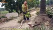 Dangerous Skill Cutting Big Tree Chainsaw Machine in Village Vietnam