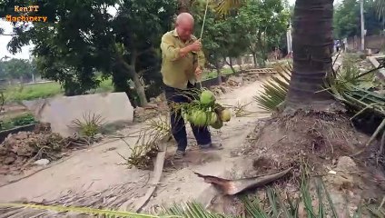 Dangerous Skill Cutting Big Tree Chainsaw Machine in Village Vietnam