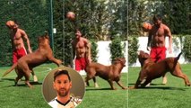 Messi vuelve loco a su perro 'Hulk', jugando al fútbol en el jardín de su casa