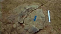 Descubren en esta cantera de Inglaterra unas huellas de dinosaurio de hace 140 millones de años
