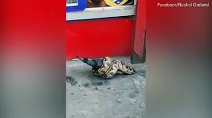 Esta pitón caza y devora a una paloma en una concurrida calle de Londres