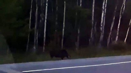 Graban en un bosque a esta criatura misteriosa sin rostro parecida a Gollum