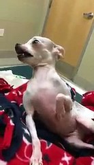 Así quedó este chihuahua tras ingerir accidentalmente marihuana en un parque de EE.UU.