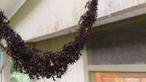 'Marabunta': el ejército de hormigas forma un 'puente colgante' con sus cuerpos para atacar a las avispas