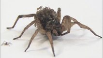 Scariest Spider Ever-