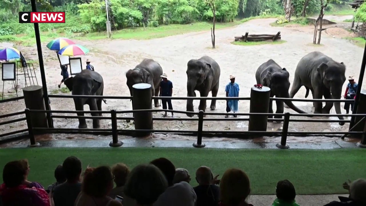 Thaïlande : les "sanctuaires d'éléphants", entre enfer et paradis pour pachydermes