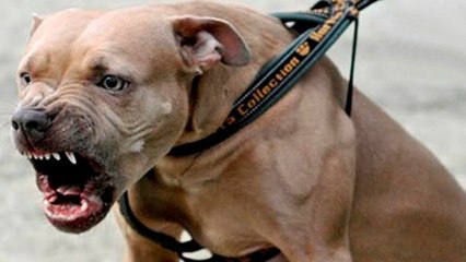 La desesperada lucha de un héroe callejero contra un feroz perro pitbull
