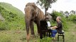 Concierto para piano y elefantes: Pianista da conciertos para elefantes ciegos en un santuario de Tailandia