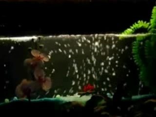 Aquarium encastré dans une cloison de 70 mm