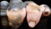 Un gorille né sans pigmentation sur les doigts surprend les visiteurs d'un zoo