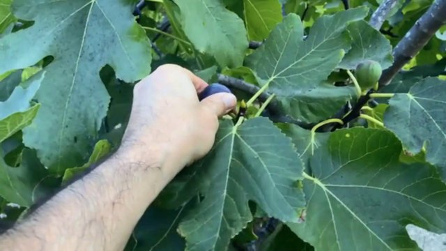 Benefits of Anjeer | Figs Life Changing Health Benefits | Health Tips |