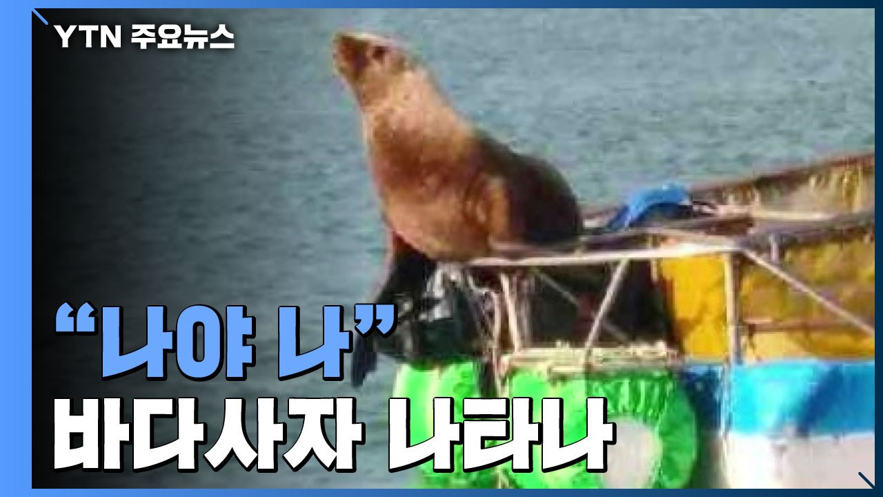 성탄절 선물처럼 나타난 진귀한 손님 '큰바다사자' / YTN