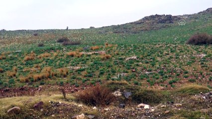 Hatay'da 'Dağ Ceylanı Yaban Hayatı Geliştirme Sahası' ilan edilmesi