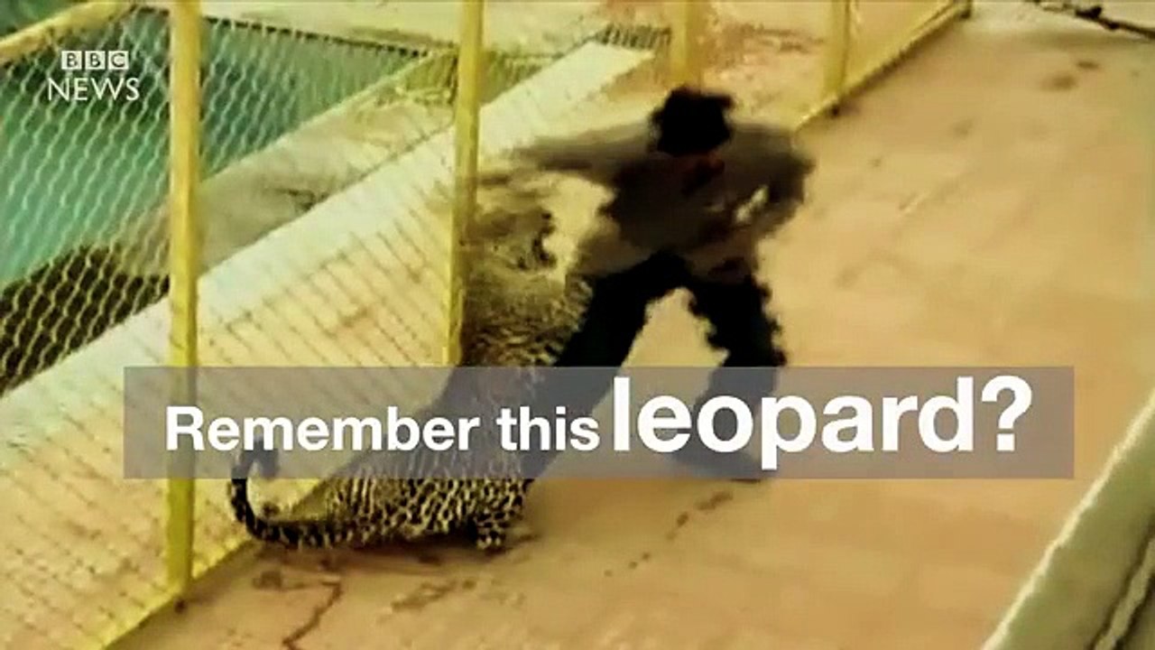 Choc attaque d'un leopard sur des indiens