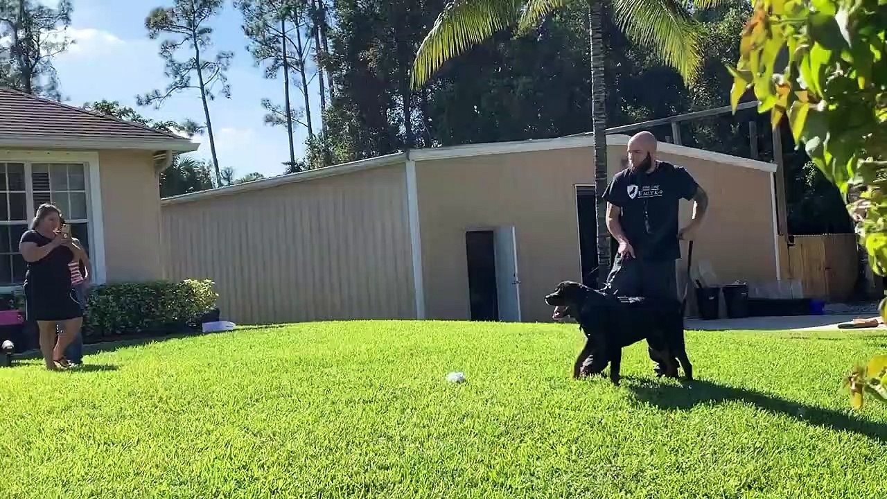 Tyson | Family Protection Dogs for Sale - Rottweiler |