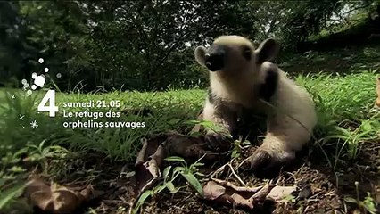 Le refuge des orphelins sauvages - Bande annonce