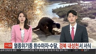 멸종위기종 흰수마자·수달 등…경북 내성천서 서식