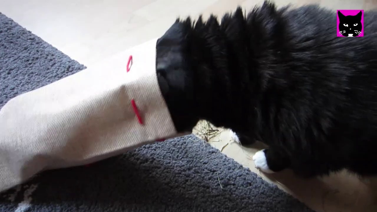 Katze Luzi und ihr Weihnachts-Jutesack