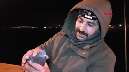 Balıkesir balıkçı, üşüyen güvercini parkasında ısıttı