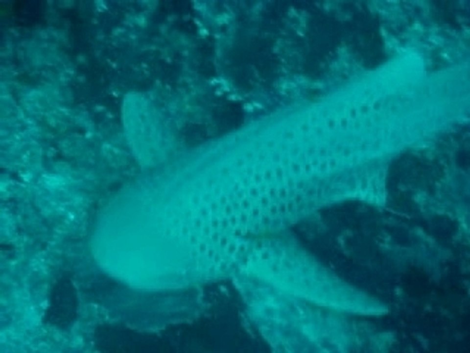 Thailande Requin Zèbre/Leopard