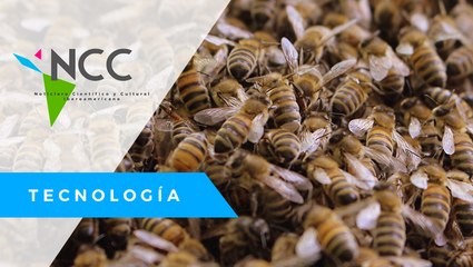 Los pes­ti­ci­das es­tán aca­ban­do con las abe­jas