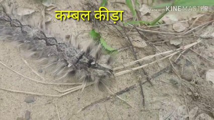 कम्बल  कीड़ा , और कनखजूरा, इन कीड़ों से बचकर रहे ,