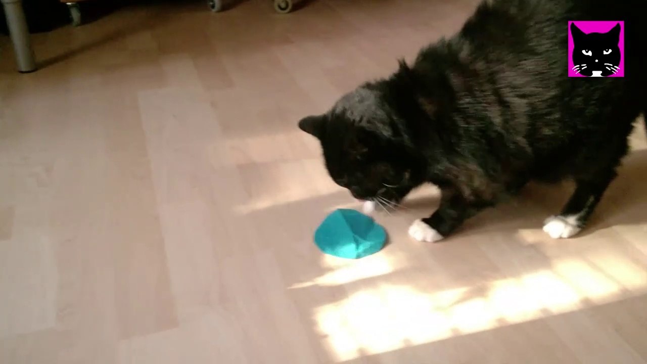 Katze Luzi jagt ein Stück Stoff