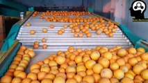Fruit processing factory | Automatic fruit grading & packing machine