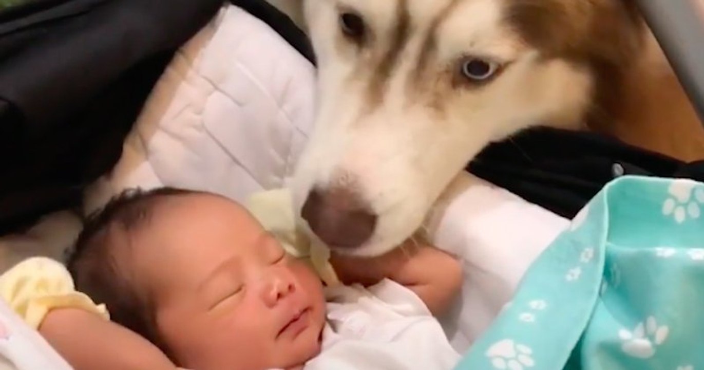Danica Arquel, la petite fille adoptée par une famille de huskys
